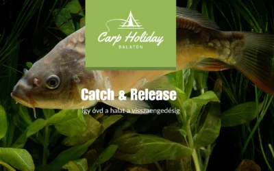 A Catch & Release művészete: Így óvd a halat a visszaengedésig